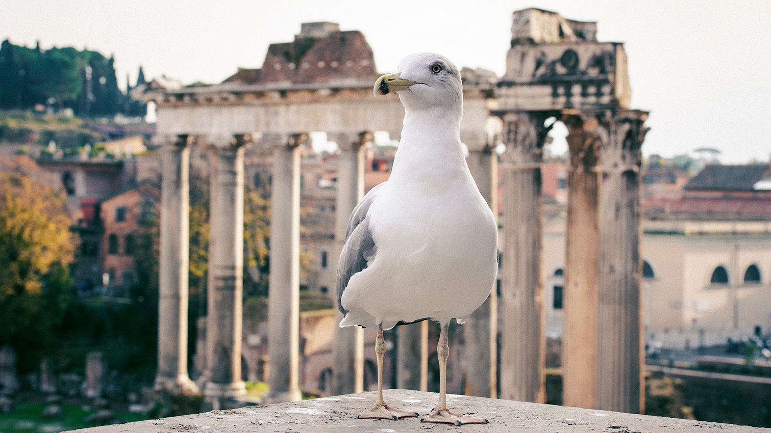 Pigeon devant les ruines de Rome par Sylvain Gelineau Photographe Professionnel à Toulouse
